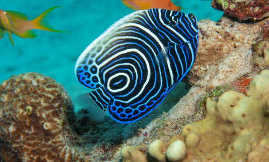 The Emperor Angelfish Pomacanthus imperato