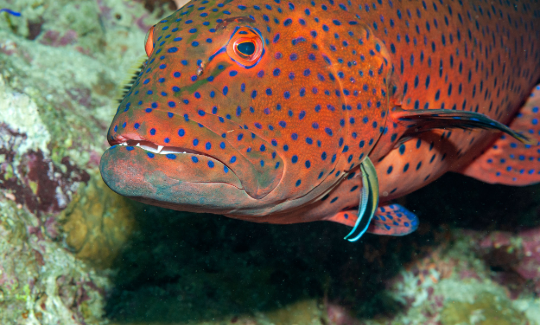 Cleaning Station in the Coral Reef: Cleaner Wrasse