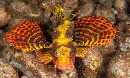 The Dwarf Lionfish, Anilao, Philippines. Credit: