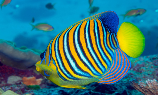 The Angelfish, Similan Islands, Andaman Sea