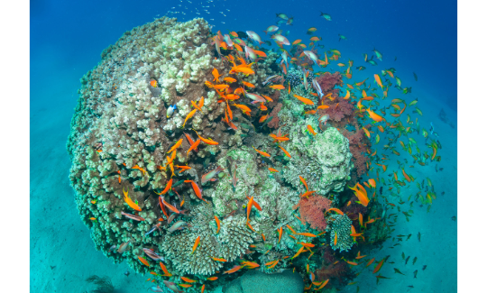 The Coral Reef, Gulf of Eilat, Red Sea. Credit: