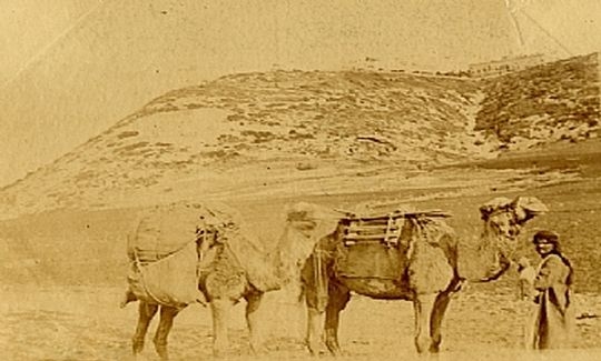 Alice Oliphant, Camels and Mt. Carmel, c. 1885