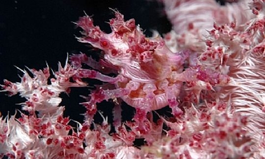 Camouflage (Spider crab on a soft coral)