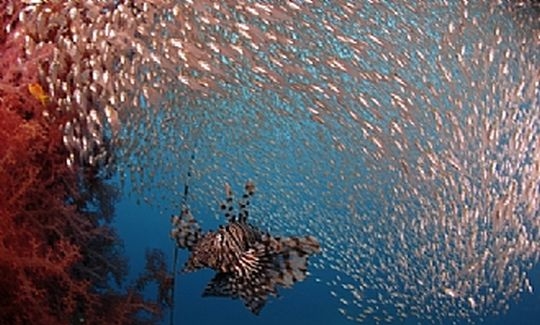 Lion-fish surrounded by a school of fish