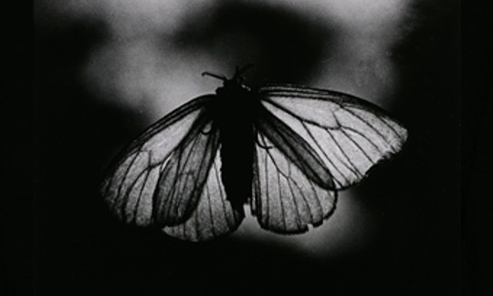 Yasui Nakaji | 1903-1942Moth II1934Inkje